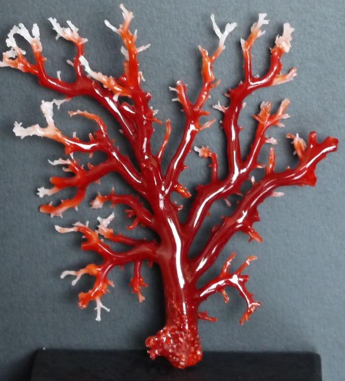 回馈价!日本高知产阿卡牛血红珊瑚树 29克_回