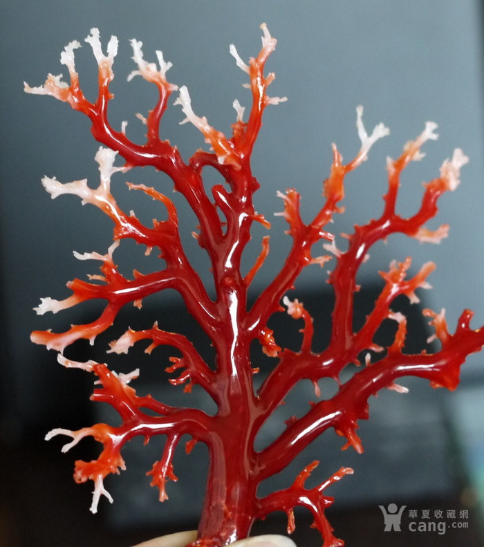回馈价!日本高知产阿卡牛血红珊瑚树 29克_回