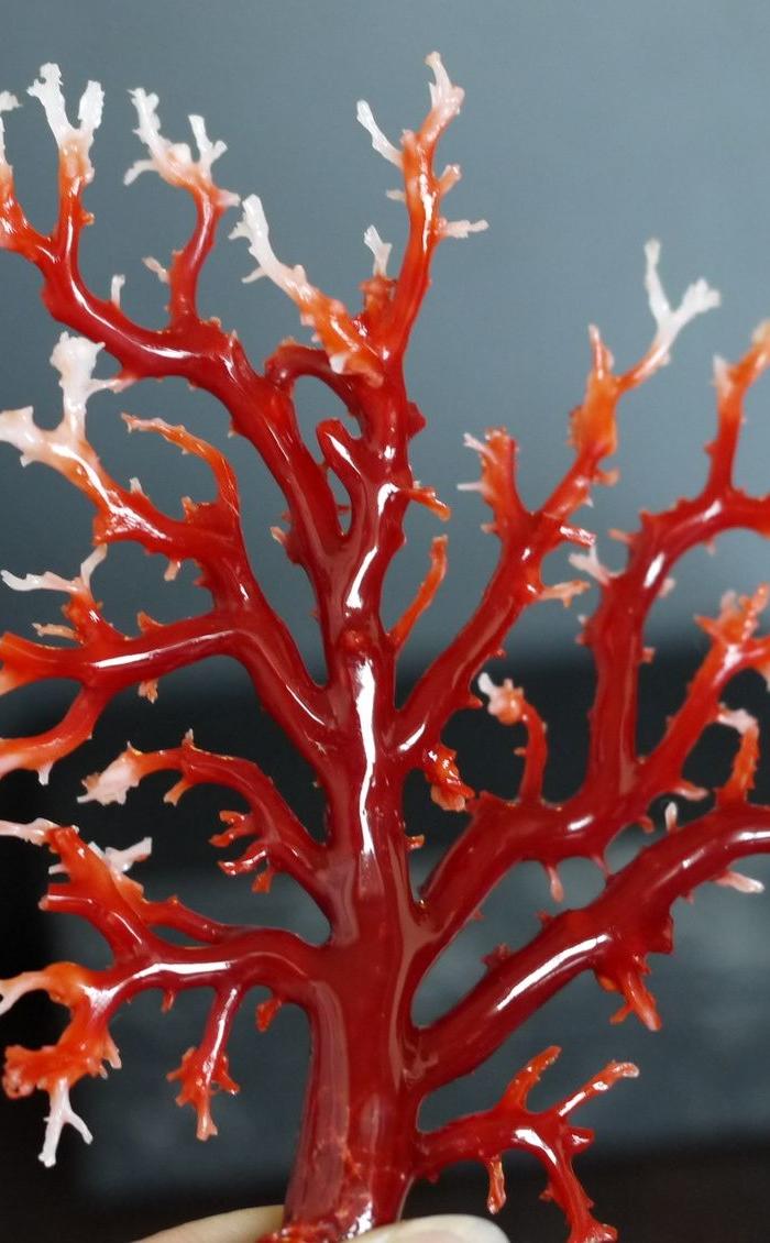 回馈价!日本高知产阿卡牛血红珊瑚树 29克_回