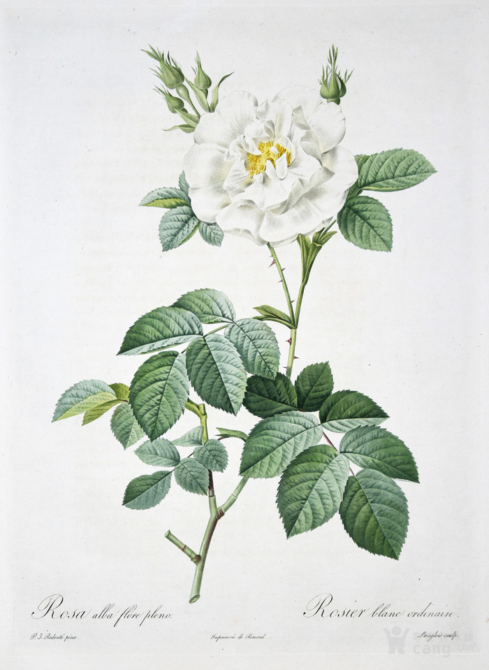 艺术巨匠redoute蕾杜德花卉圣经铜版画半重瓣白玫瑰
