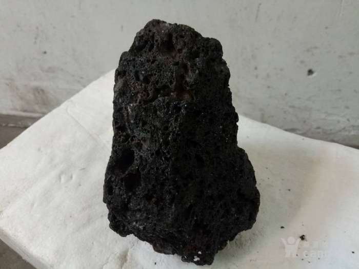 黑色树化石