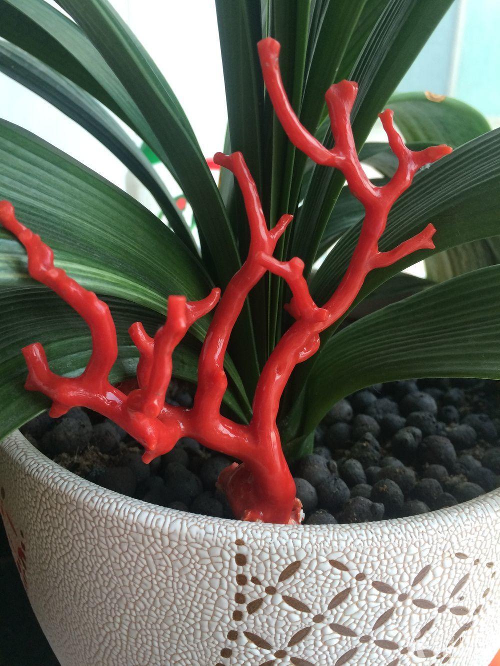 意大利沙丁红珊瑚枝