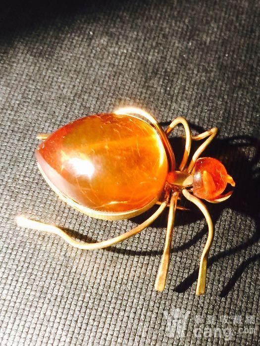 琥珀蜘蛛