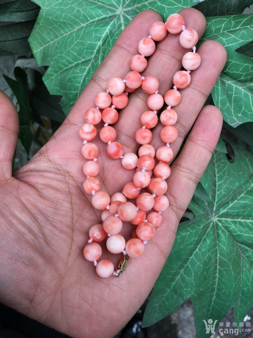 天然深海孩儿面粉珊瑚金头项链49克(d315110825)