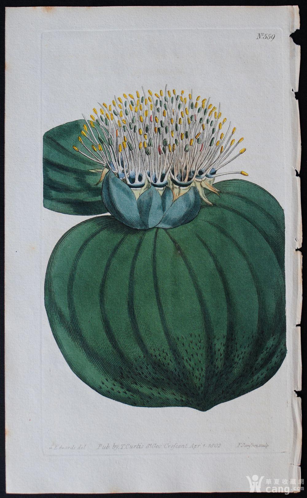 精美图谱1802年英国柯蒂斯植物铜版画559号,手工上色