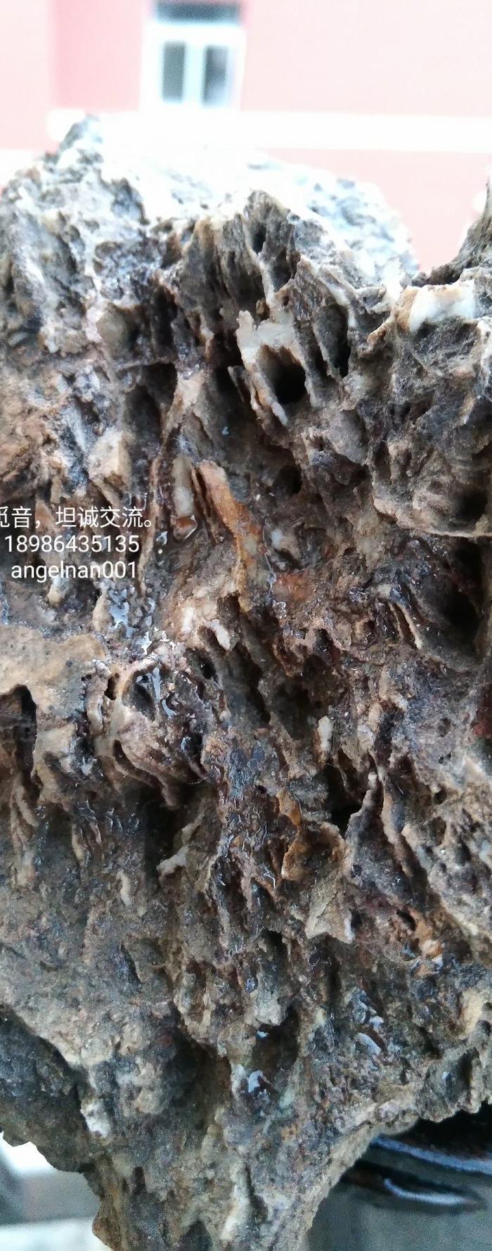 硅化木 树化石 树化玉景观原石 独一无二_硅化木