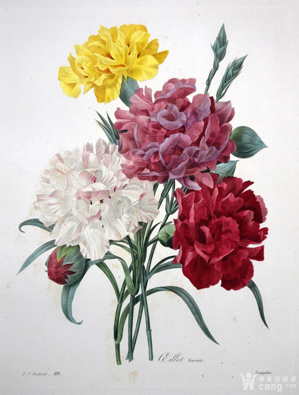 1827年欧洲艺术大师蕾杜德花卉圣经原版铜版画康乃馨