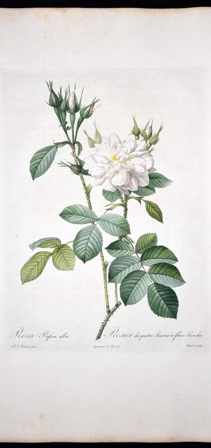 欧洲艺术巨匠蕾杜德花卉圣经铜版画大马士革白玫瑰