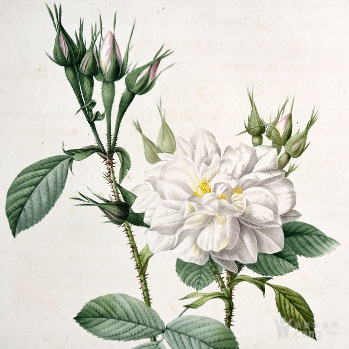 白玫瑰花丛是谁的画图片