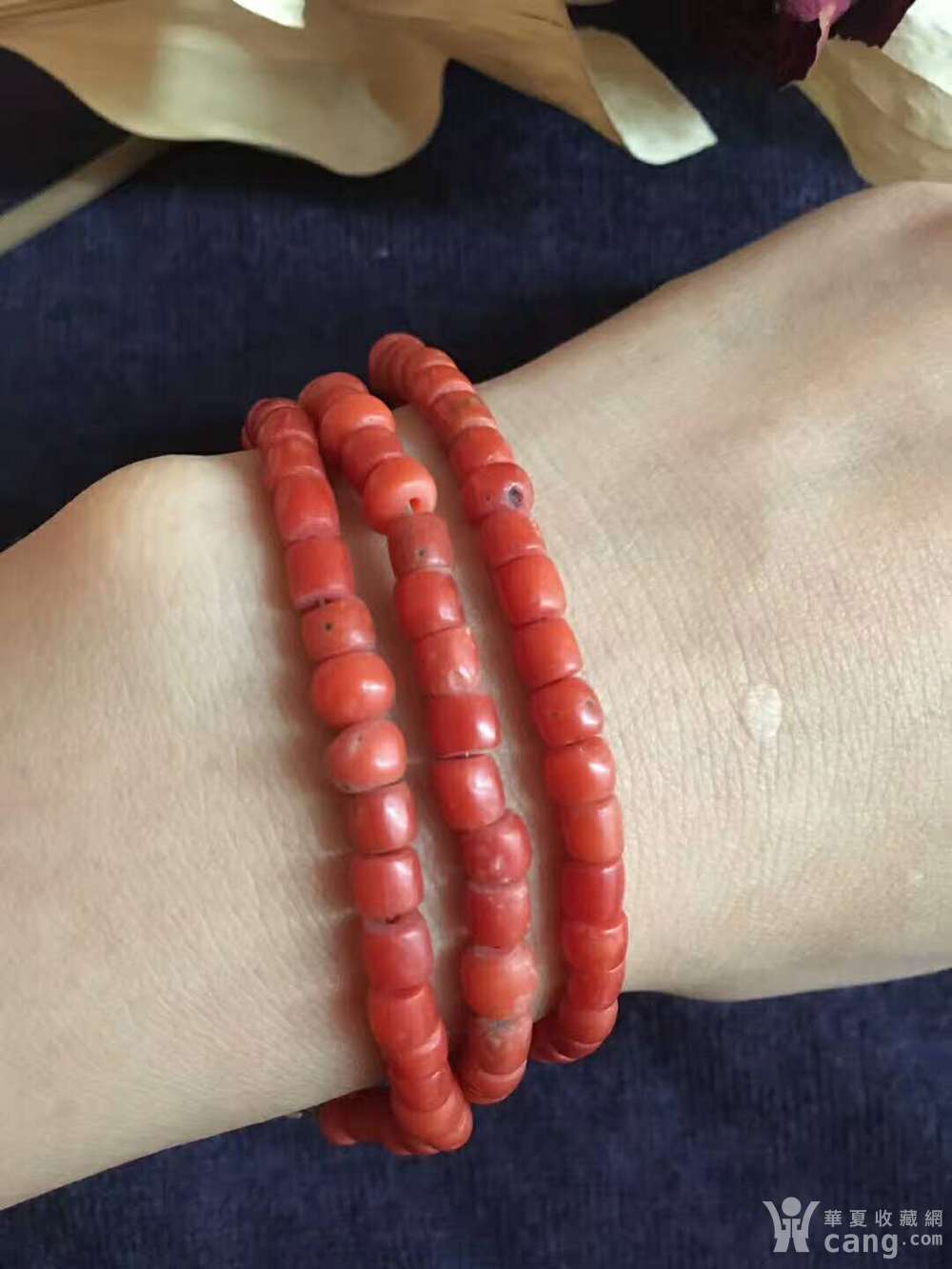 沙丁红珊瑚,纹路清晰可见,可以当项链 手链