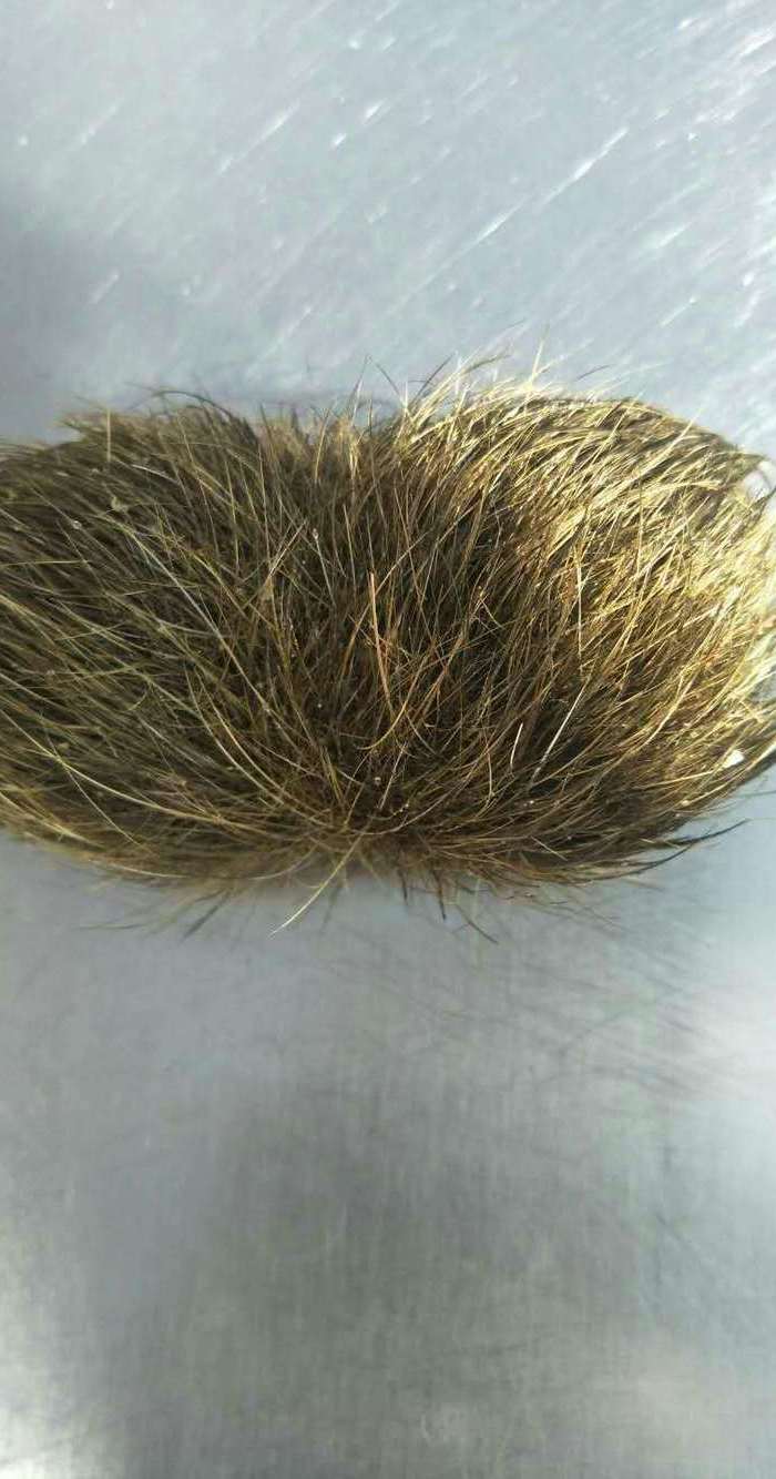 猪宝