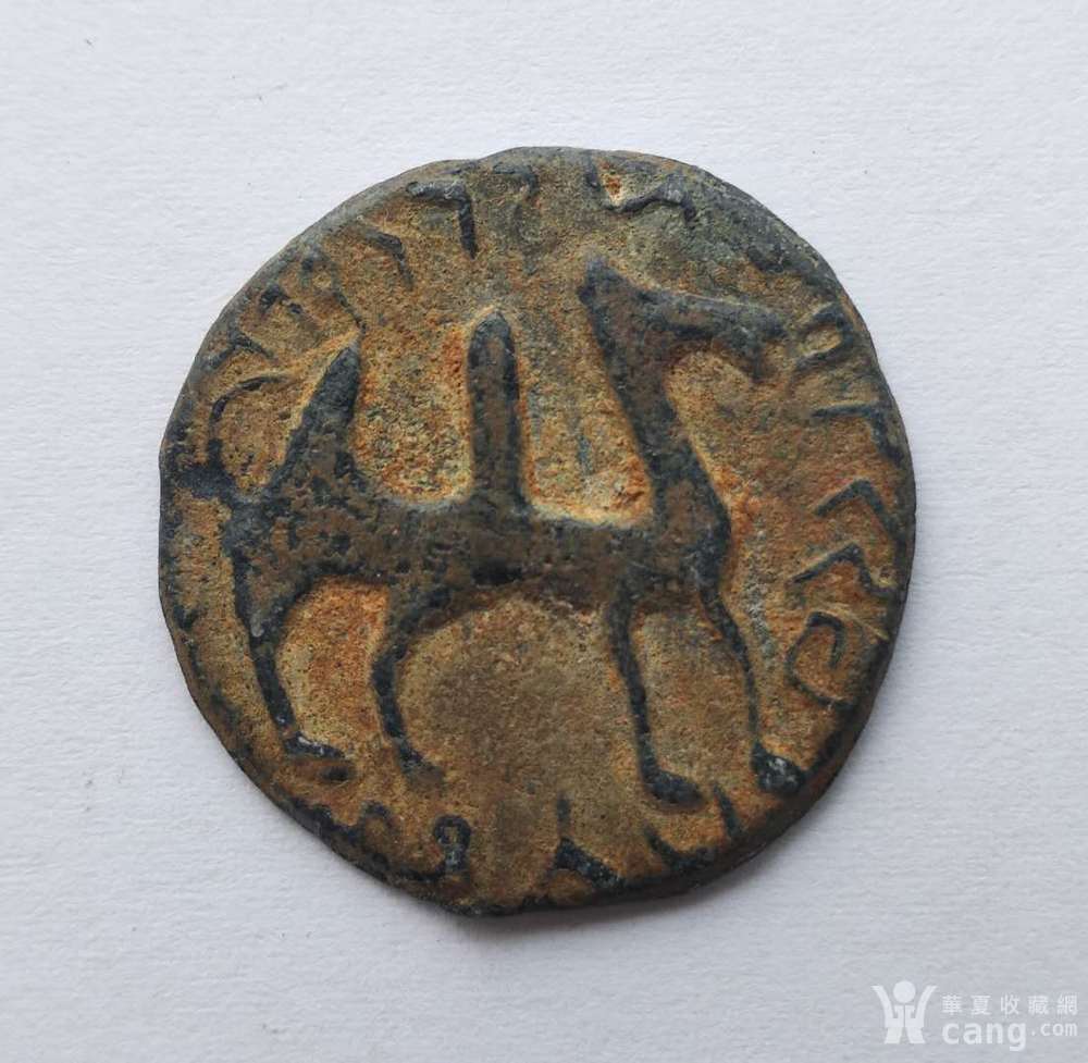 骆驼形和田马钱