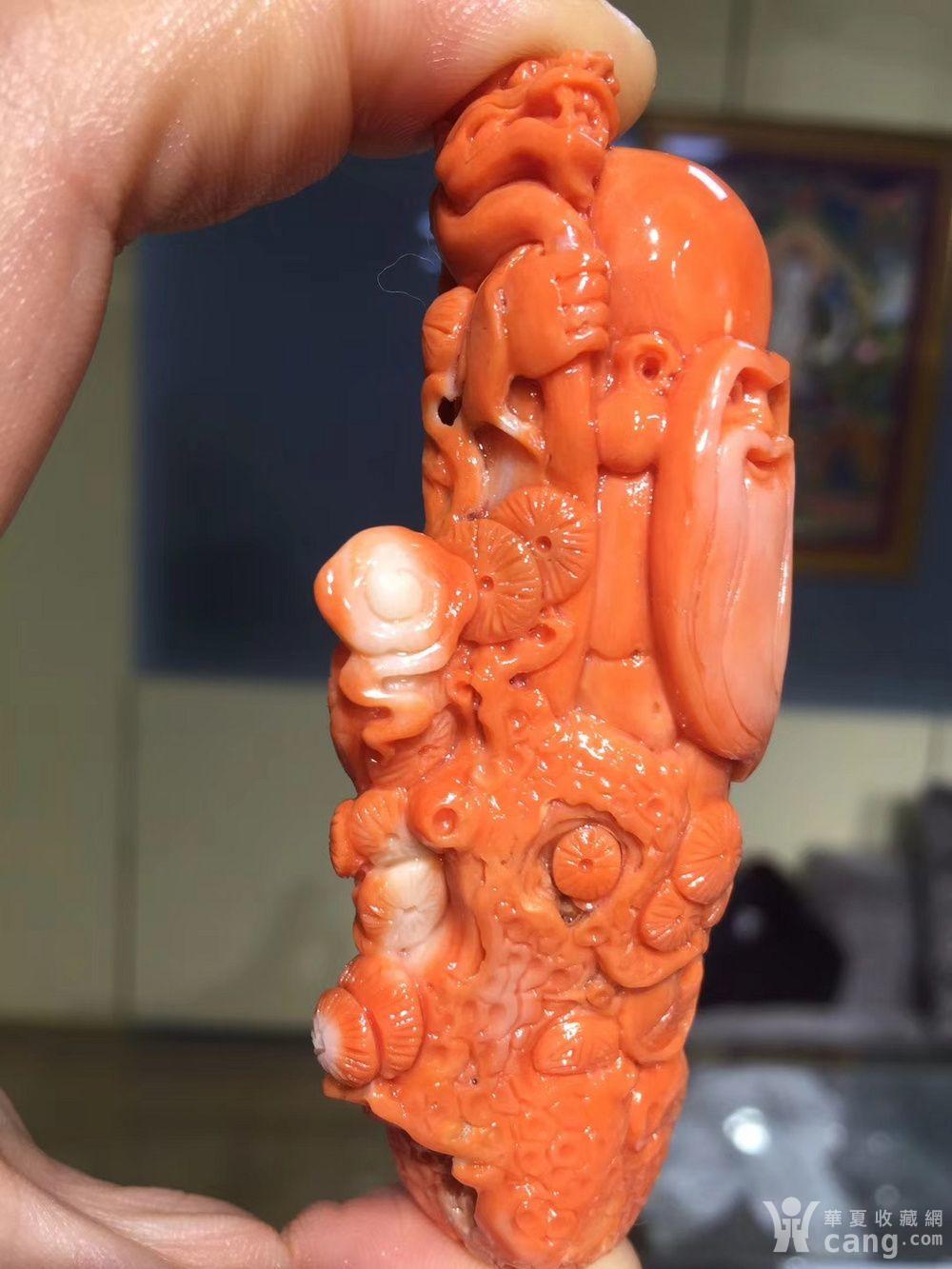 天然莫莫红珊瑚寿星